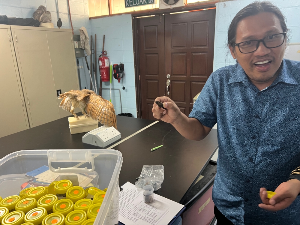 277239 Associate Professor Hasber Salim displays a pellet that a barn owls regurgitated after consuming rats. — Picture by Opalyn Mok