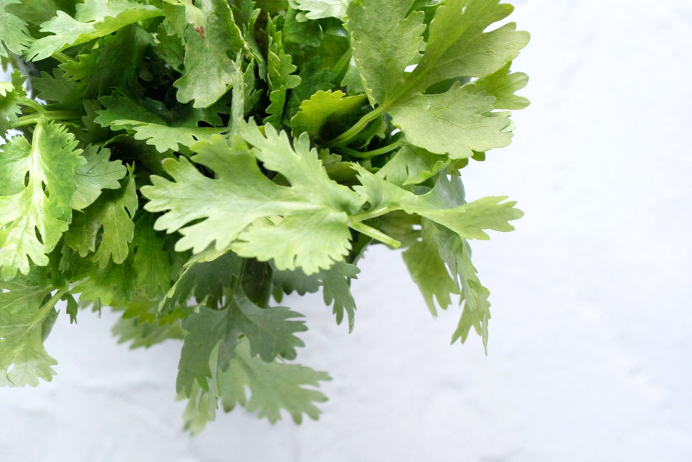 278704 Fresh cilantro. — Picture by CK Lim