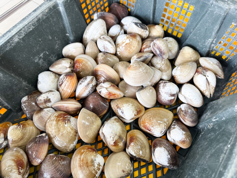 Occasionally, fresh Sabak clams can also be purchased at the restaurant. — Picture by Lee Khang Yi