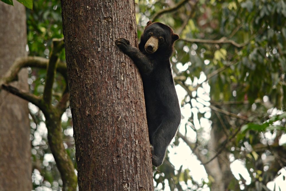 Kitud, a sun bear cub, peeks out from among the trees at the BSBCC. — Picture courtesy of Yayasan Hasanah