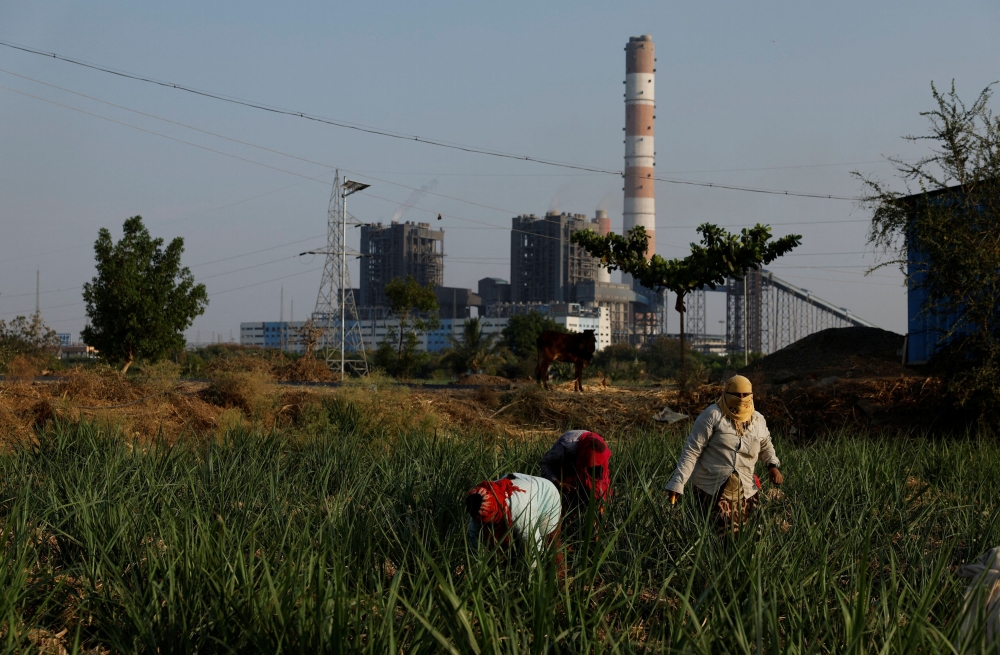 Women work in sugarcane fields next to the NTPC (National Thermal Power Corporation) power plant in Solapur, India, March 3, 2025. — Reuters pic