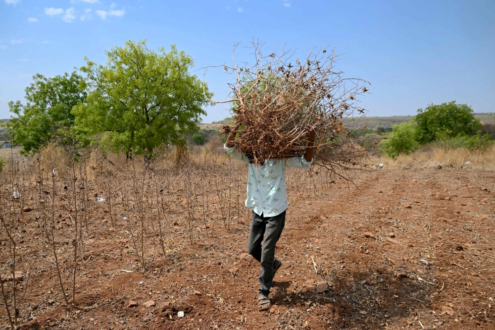 Shaikh Imran collects dried-up cotton plants at their farmland in Mochi Pimpalgaon village of Beed district in India’s Maharashtra state. — AFP pic