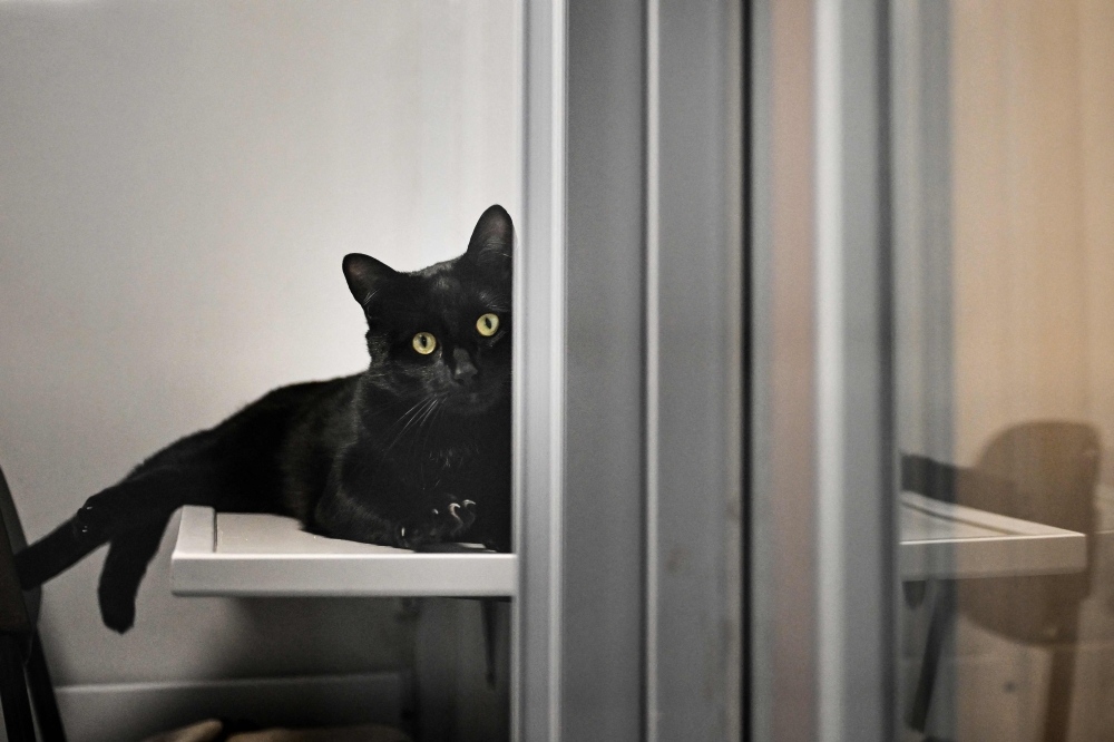 272023-1 A cat called Romeo sits in his enclosure at the Mayhew animal shelter in west London, on April 3, 2025. — AFP pic