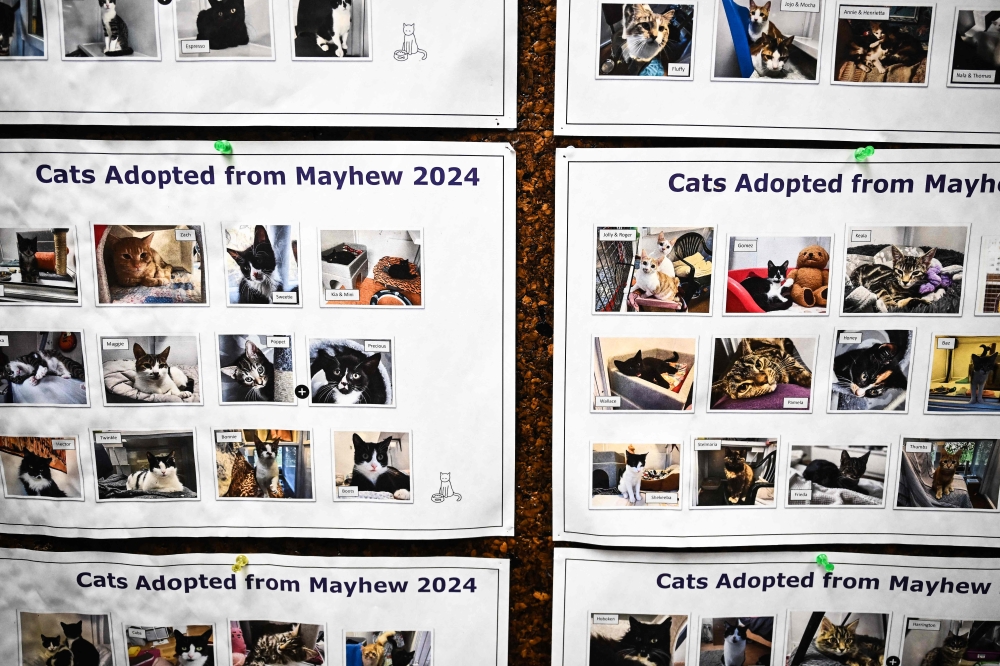 272027-1 A photograph taken on April 3, 2025 shows a cats adopted from Mayhew animal shelter in 2024 at the charity unit, in west London. — AFP pic
