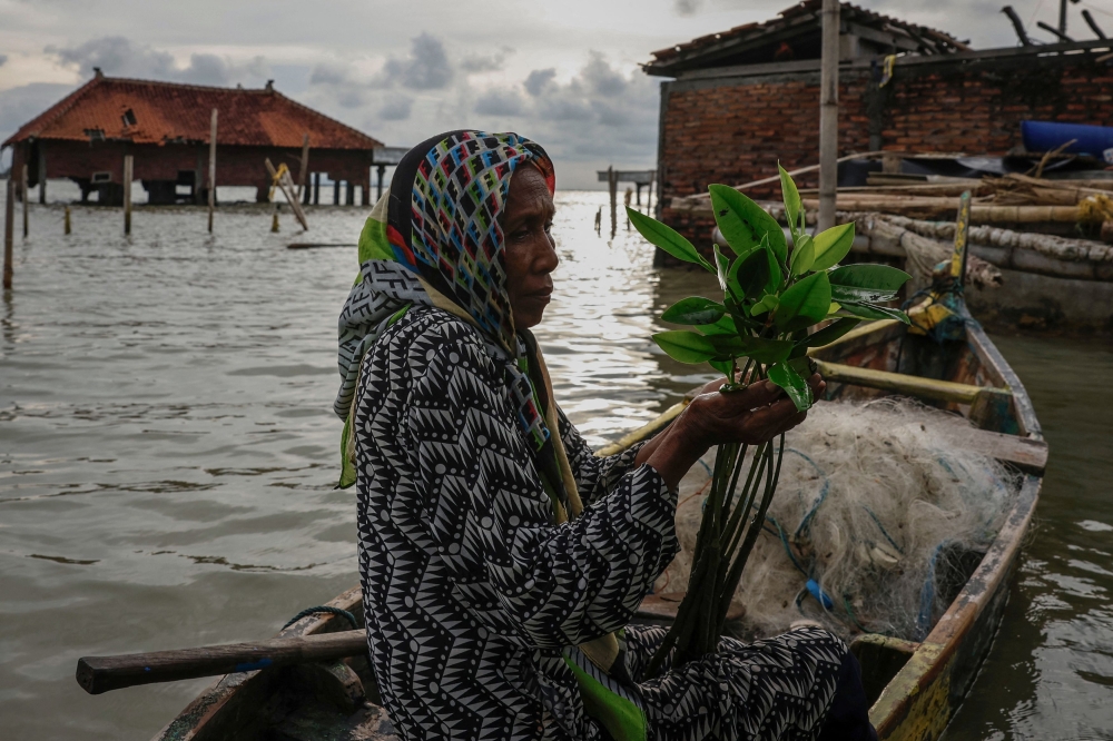 272155-3 Pasijah holds mangrove seedlings as she sits in a boat in the submerged hamlet of Rejosari Senik, Demak regency, Central Java Province, Indonesia, February 19, 2025. — Reuters pic