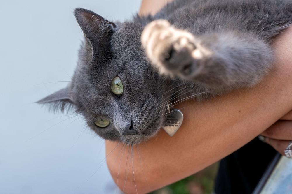 272189-1 Sophie, a house cat, is held by a member of the White House press corps after it made its way through a security fence at the White House in Washington, D.C., U.S., April 18, 2025. — Reuters pic