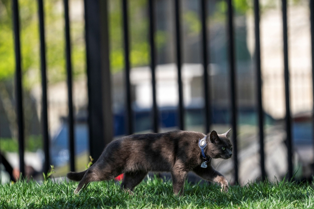 272190 Sophie, a house cat, walks through the White House grounds after it made its way through a security fence at the White House, in Washington, D.C., U.S. April 18, 2025. — Reuters pic