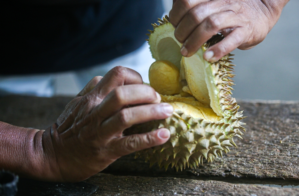 Fresh durian shipments from Malaysia to China amounted to RM24.8 million (US$5.6 million) in sales from August to December 2024, according to Malaysia’s Ministry of Agriculture and Food Security. — File picture by Farhan Najib