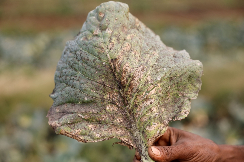 272451 A man shows a cabbage leaf destroyed by soot and dust emitted from factories in the town of Brynihat, ranked world’s most polluted metropolitan area by Swiss Group IQAir, in India, March 28, 2025. — Reuters pic