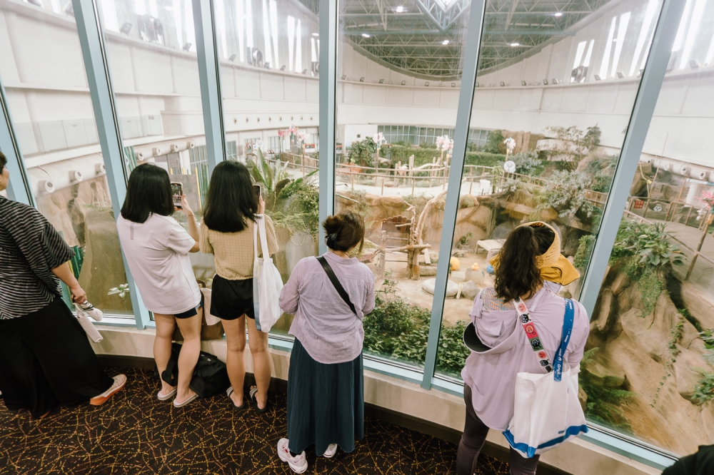 275213 Visitors observe Fu Wa and Feng Yi in their enclosure from the viewing deck at the Giant Panda Conservation Centre, Zoo Negara in Kuala Lumpur. — Picture by Raymond Manuel