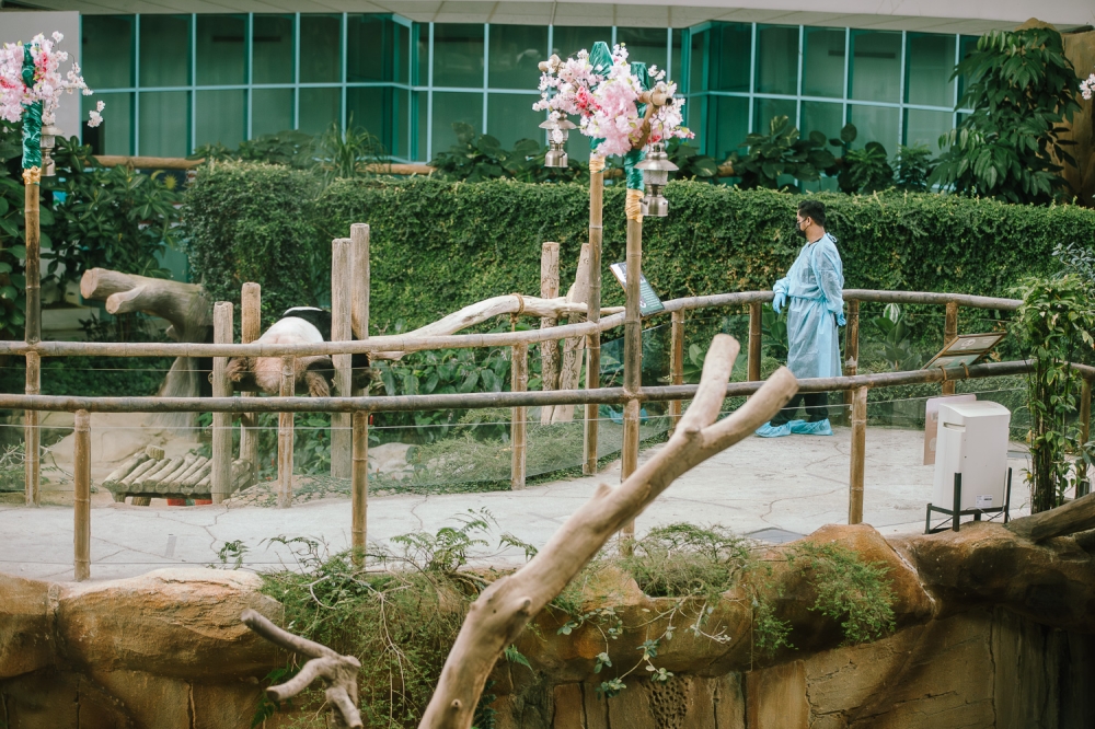 275214 A zookeeper watches over a sleeping Fu Wa at the Giant Panda Conservation Centre in Zoo Negara. — Picture by Raymond Manuel
