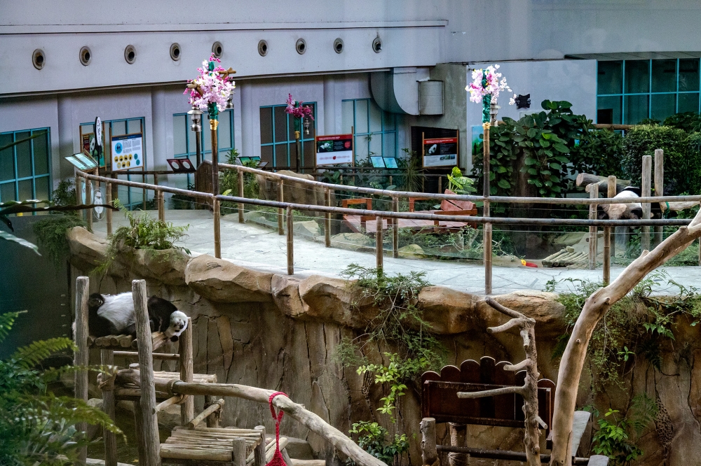 275216 Under quarantine, giant pandas Feng Yi (left) and Fu Wa (right) in deep slumber inside their enclosure at the Giant Panda Conservation Centre, National Zoo in Kuala Lumpur. — Picture by Firdaus Latif